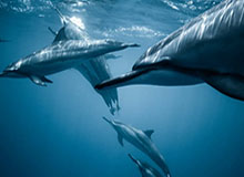 华体会官方网站：开启体育热爱的新纪元